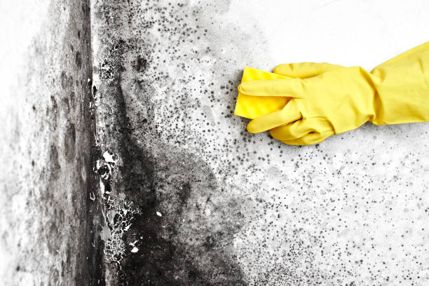 Best Professional Mold Removal  in Center, CO