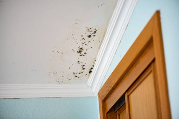 Best Black Mold Removal  in Center, CO