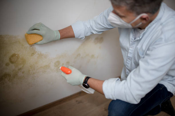 Best Attic Mold Removal  in Center, CO