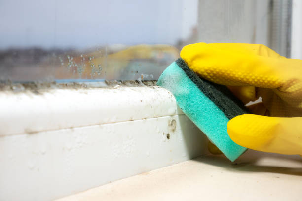 Best Mold Removal Near Me  in Center, CO