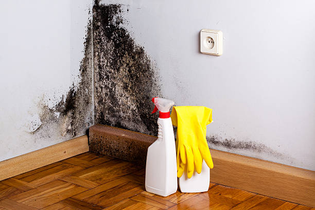 Best Same-Day Mold Removal  in Center, CO