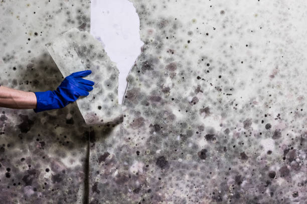 Best Office Mold Removal Services  in Center, CO