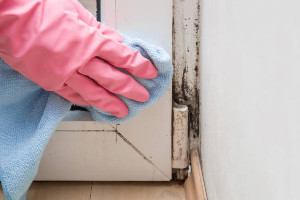 Best Mold Cleaning Services  in Center, CO